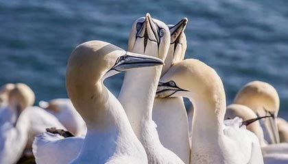 国羽时隔10年再夺世锦赛男单冠军，石宇奇首个单项世界冠军，拿出了120%的努力，“我只想赢，但不怕输”