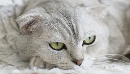 中国足协宣布：公开选聘国家男足主教练，原则上60周岁以下，国籍不限，目标打进2030年世界杯